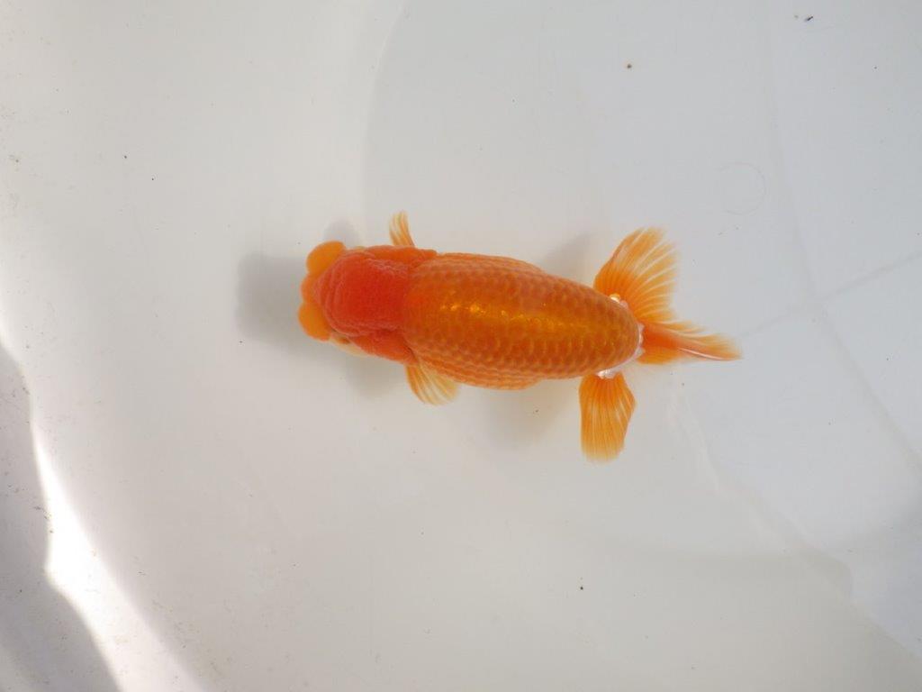 【激レア弐歳らんちゅう 】冬場は飼い込み来シーズンは品評大会！更紗らんちゅう　約15㎝　オス？