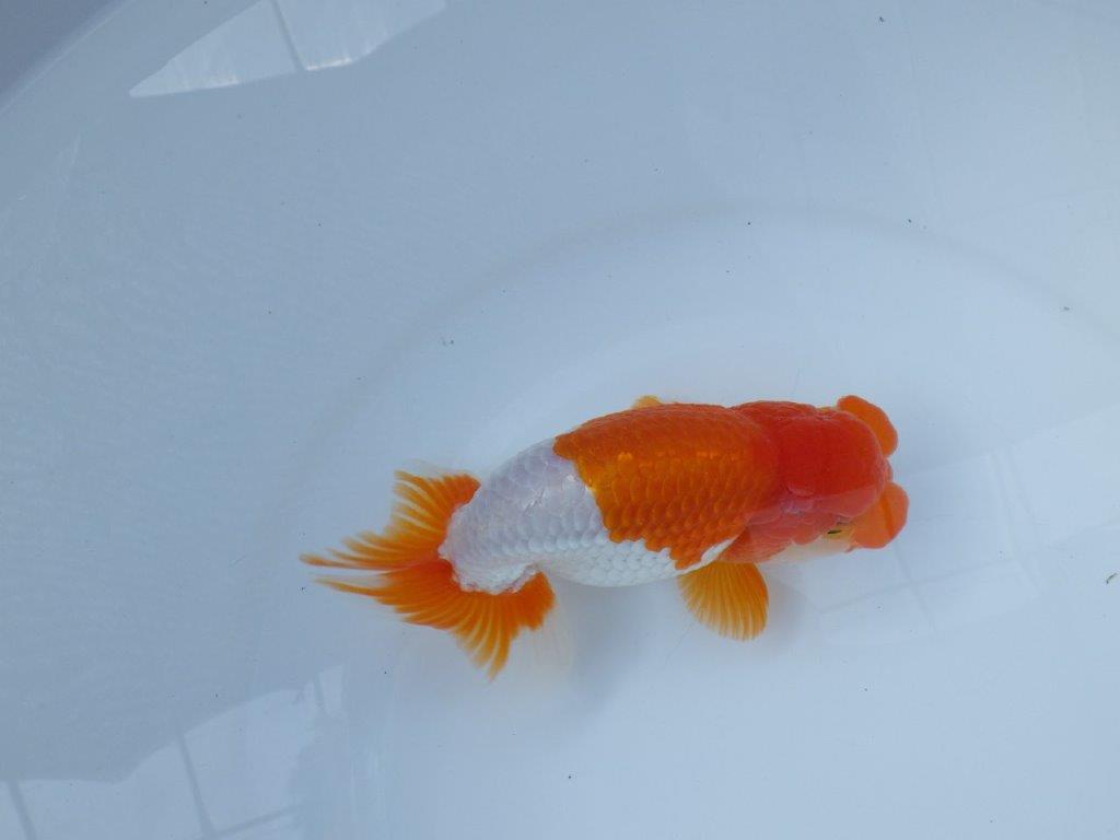 【参歳らんちゅう　超レア 】フンタン＆色艶のの良い更紗らんちゅう　約15㎝　オス？