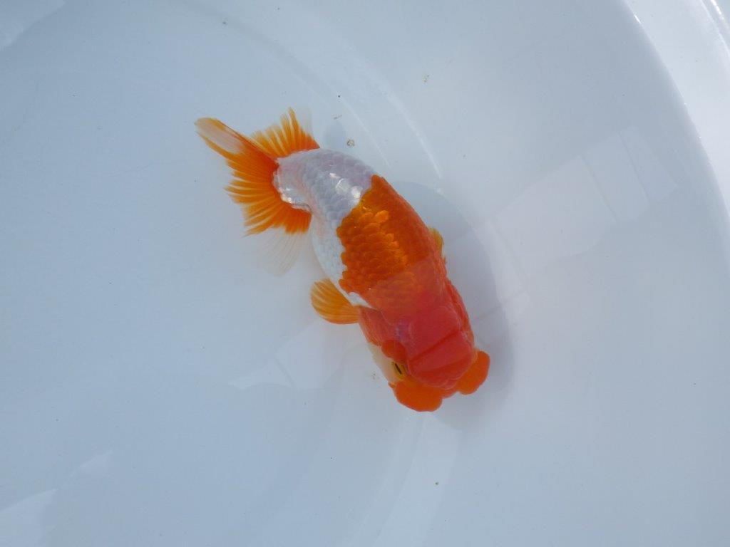 【参歳らんちゅう　超レア 】フンタン＆色艶のの良い更紗らんちゅう　約15㎝　オス？