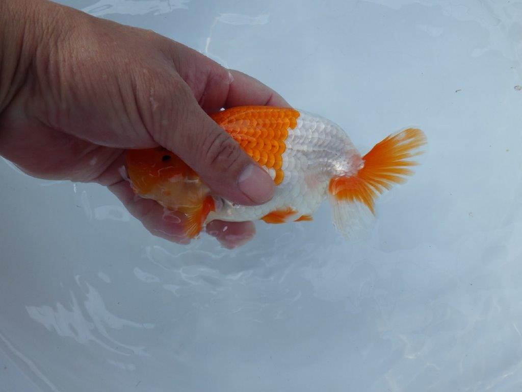 【参歳らんちゅう　超レア 】フンタン＆色艶のの良い更紗らんちゅう　約15㎝　オス？
