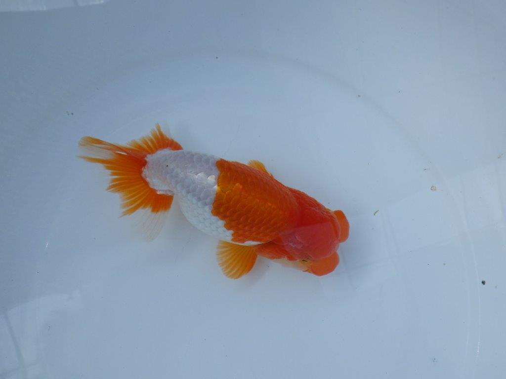 【参歳らんちゅう　超レア 】フンタン＆色艶のの良い更紗らんちゅう　約15㎝　オス？