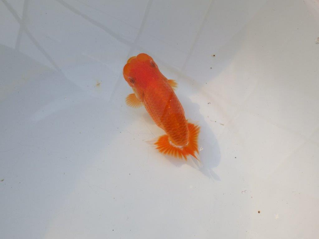 【管理魚大放出！！　当歳らんちゅう 】頭が良く水槽映えらんちゅう　約13cm  オス？の上身