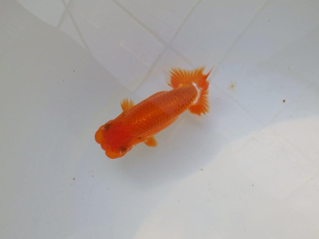 【管理魚大放出！！　当歳らんちゅう 】頭が良く水槽映えらんちゅう　約13cm  オス？