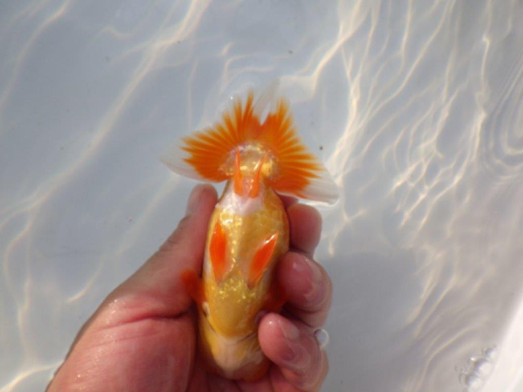【管理魚大放出！！　当歳らんちゅう 】頭が良く水槽映えらんちゅう　約13cm  オス？