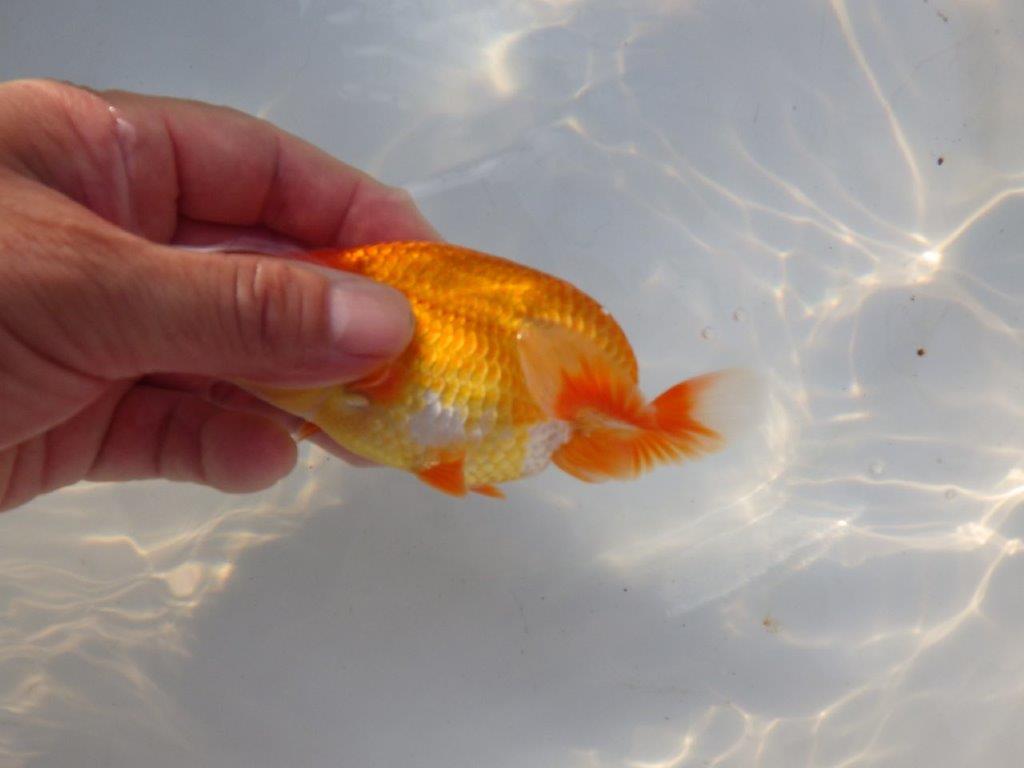 【管理魚大放出！！　当歳らんちゅう 】頭が良く水槽映えらんちゅう　約13cm  オス？