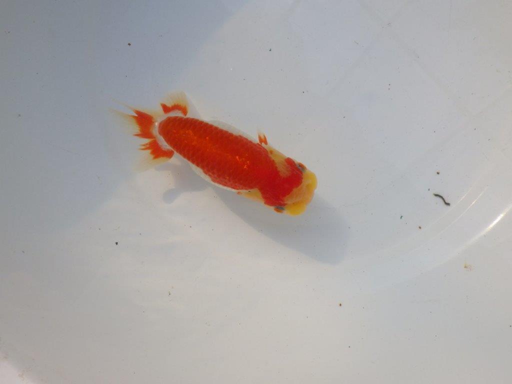 【管理魚大放出！！　当歳らんちゅう 】色艶が良くご鑑賞お勧めのらんちゅう　約14,5cm  メス？の上身
