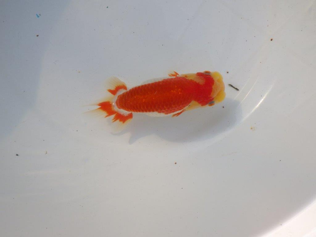 【管理魚大放出！！　当歳らんちゅう 】色艶が良くご鑑賞お勧めのらんちゅう　約14,5cm  メス？