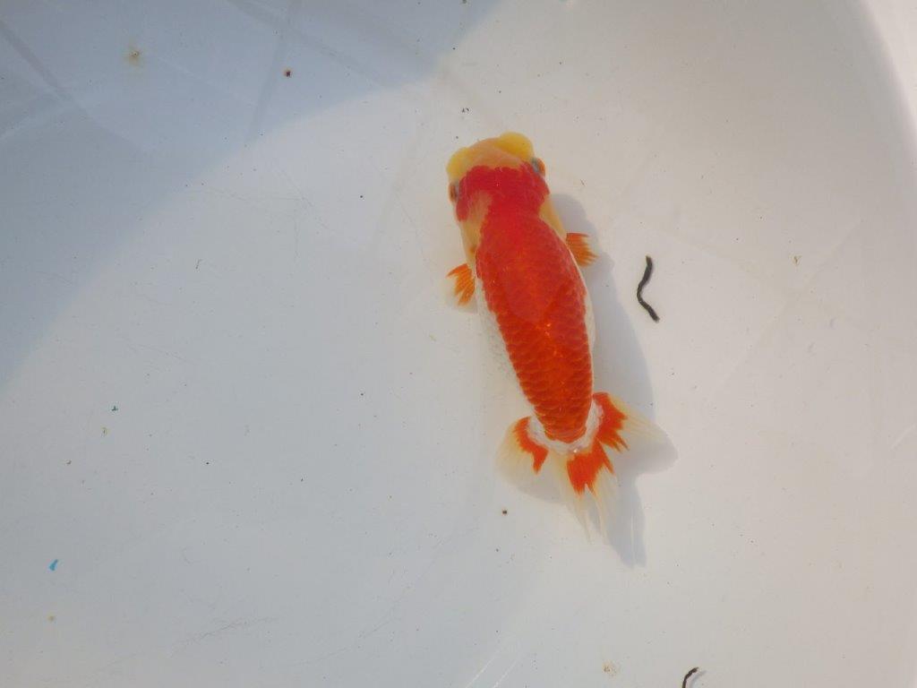 【管理魚大放出！！　当歳らんちゅう 】色艶が良くご鑑賞お勧めのらんちゅう　約14,5cm  メス？