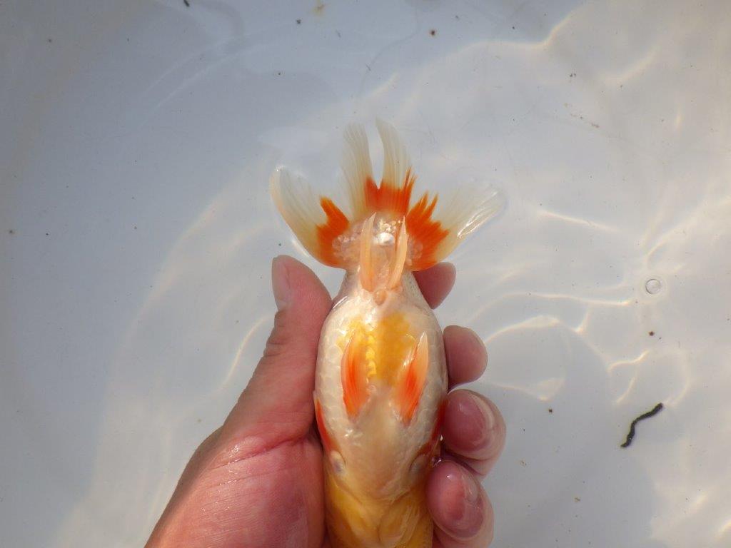【管理魚大放出！！　当歳らんちゅう 】色艶が良くご鑑賞お勧めのらんちゅう　約14,5cm  メス？