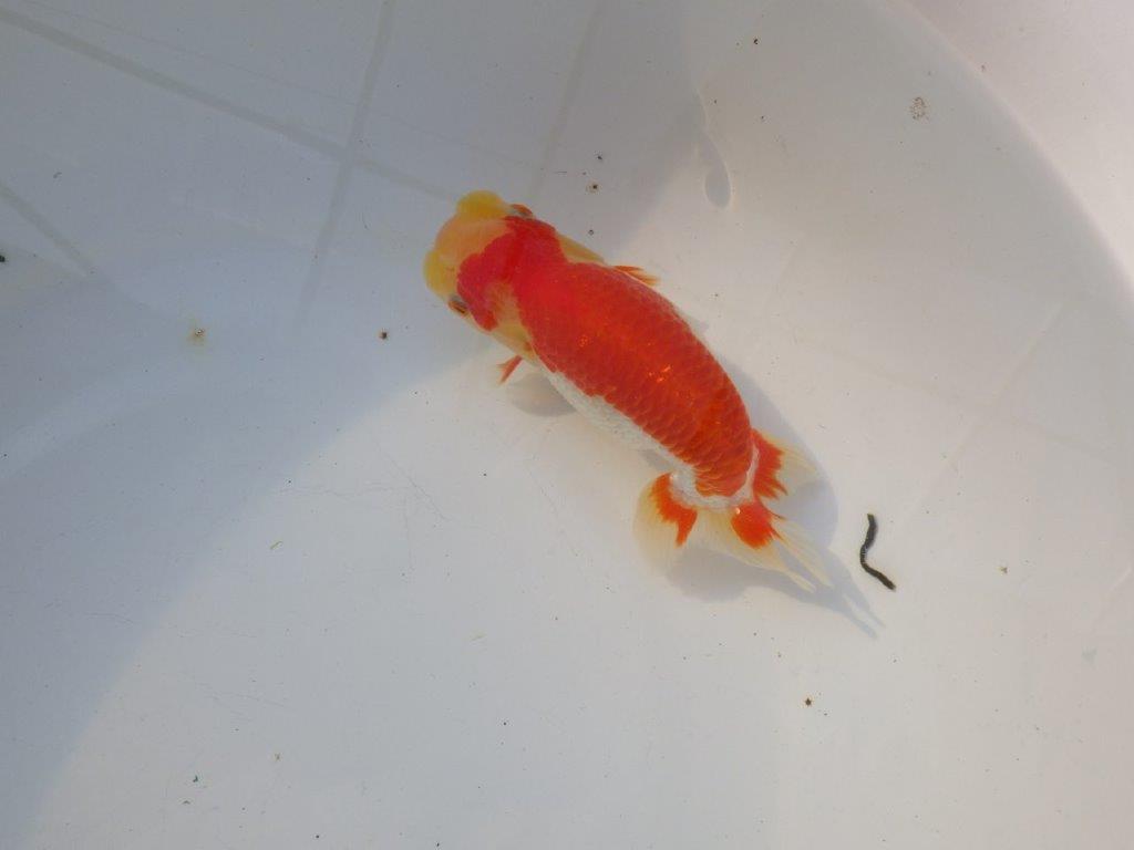 【管理魚大放出！！　当歳らんちゅう 】色艶が良くご鑑賞お勧めのらんちゅう　約14,5cm  メス？