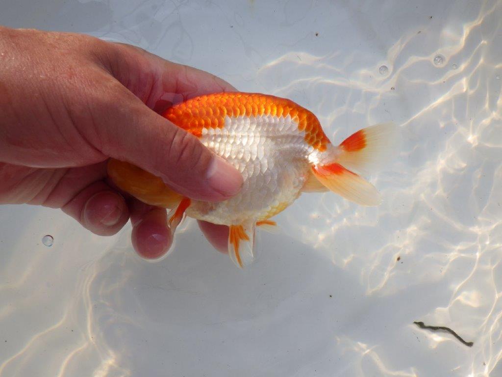 【管理魚大放出！！　当歳らんちゅう 】色艶が良くご鑑賞お勧めのらんちゅう　約14,5cm  メス？