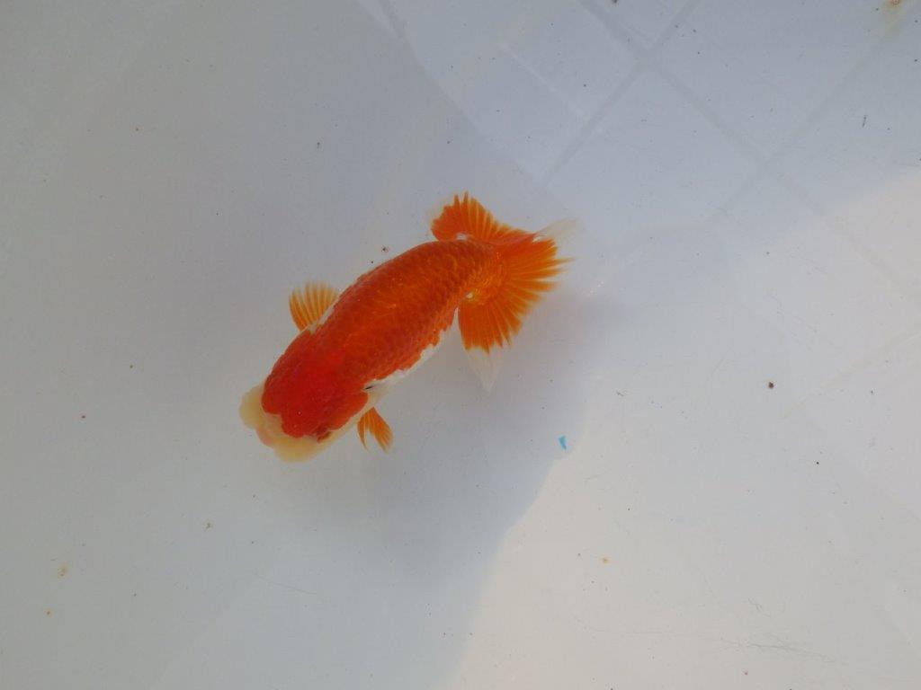 【管理魚大放出！！　当歳らんちゅう 】素晴らしい尾型で種にもお勧めらんちゅう　約12,5cm  オス？の上身