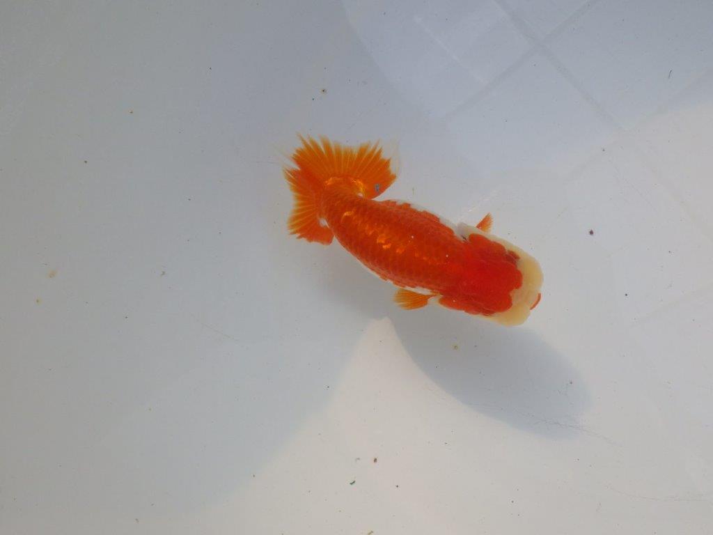 【管理魚大放出！！　当歳らんちゅう 】素晴らしい尾型で種にもお勧めらんちゅう　約12,5cm  オス？
