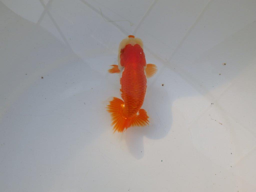 【管理魚大放出！！　当歳らんちゅう 】素晴らしい尾型で種にもお勧めらんちゅう　約12,5cm  オス？