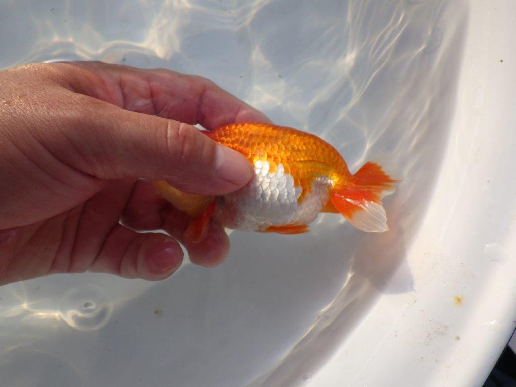 【管理魚大放出！！　当歳らんちゅう 】素晴らしい尾型で種にもお勧めらんちゅう　約12,5cm  オス？