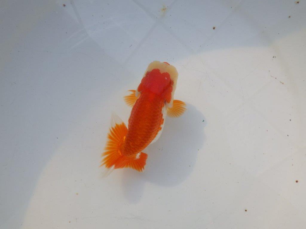 【管理魚大放出！！　当歳らんちゅう 】素晴らしい尾型で種にもお勧めらんちゅう　約12,5cm  オス？