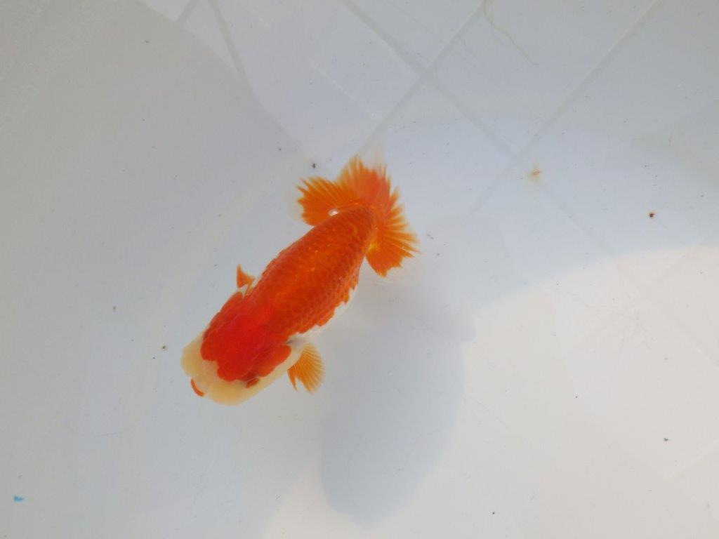 【管理魚大放出！！　当歳らんちゅう 】素晴らしい尾型で種にもお勧めらんちゅう　約12,5cm  オス？