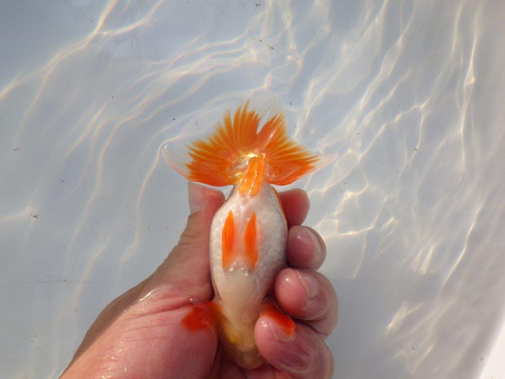 【管理魚大放出！！　当歳らんちゅう 】素晴らしい尾型で種にもお勧めらんちゅう　約12,5cm  オス？