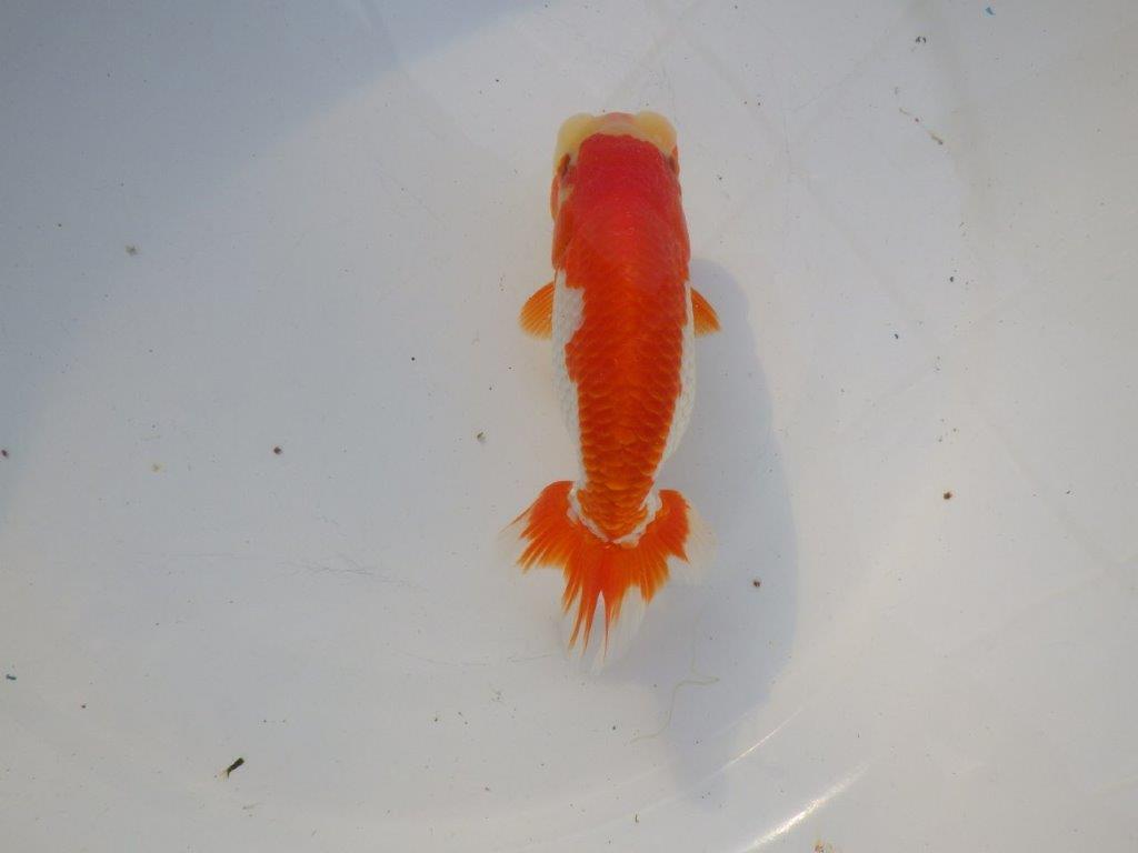 【管理魚大放出！！　当歳らんちゅう 】背も綺麗で水槽飼育お勧めらんちゅう　約13cm  メス？の上身