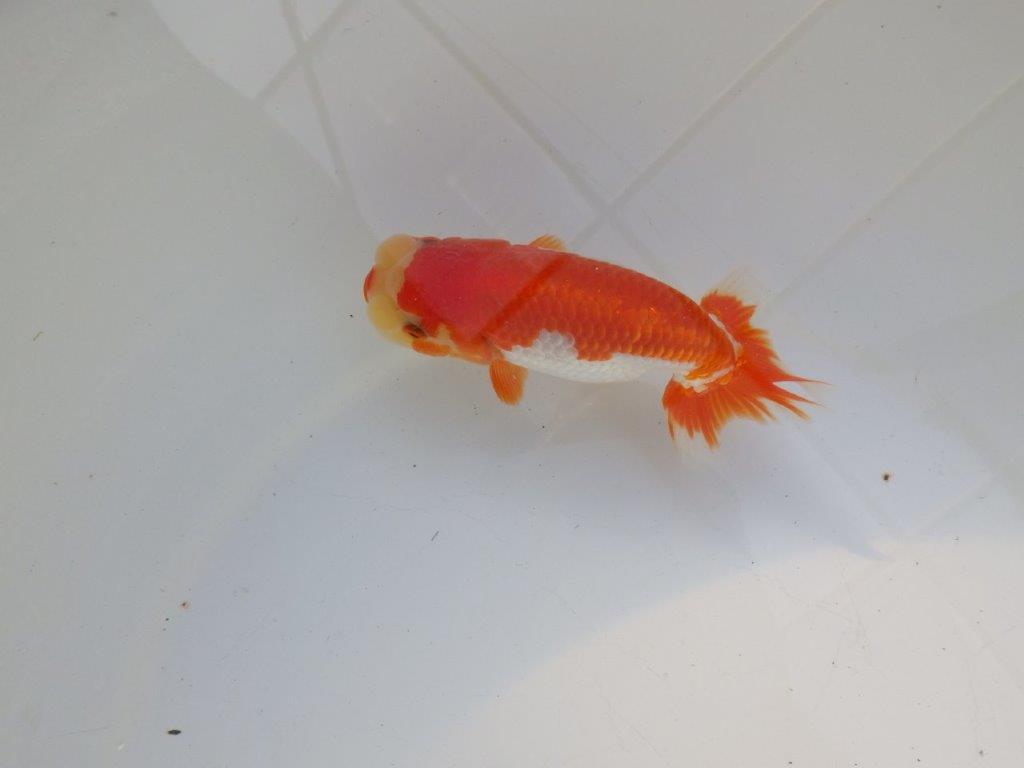 【管理魚大放出！！　当歳らんちゅう 】背も綺麗で水槽飼育お勧めらんちゅう　約13cm  メス？