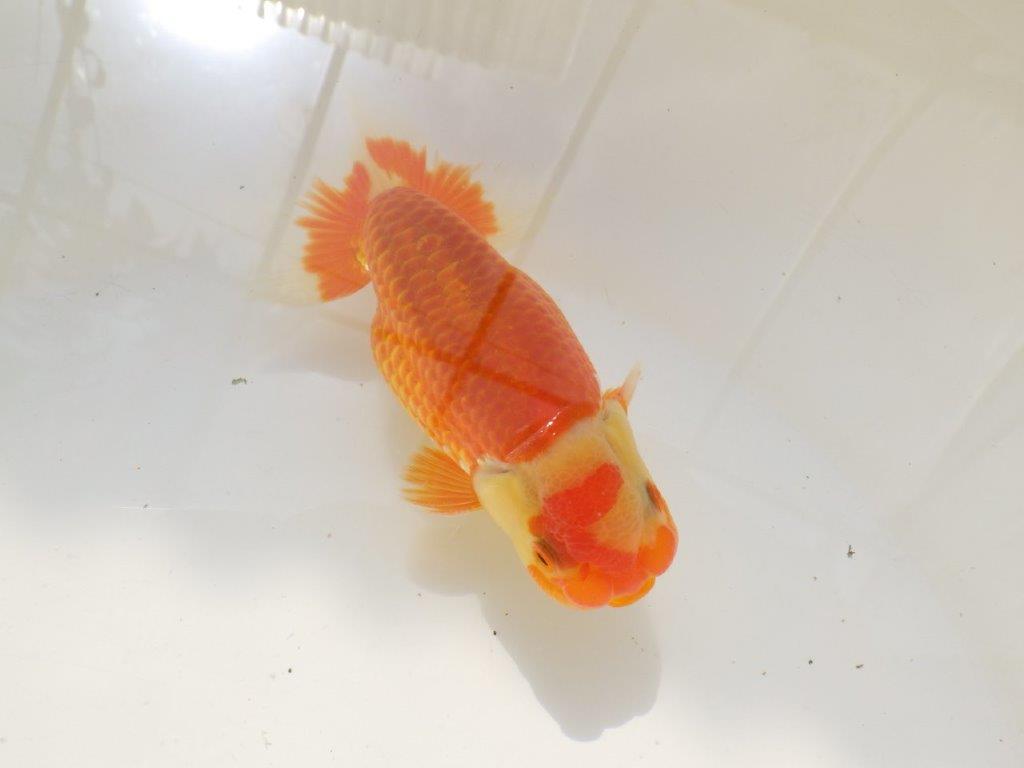 【激レア入荷全国トップブリーダー山田芳人氏 】上見がお勧め当歳らんちゅう約11,5㎝オス？