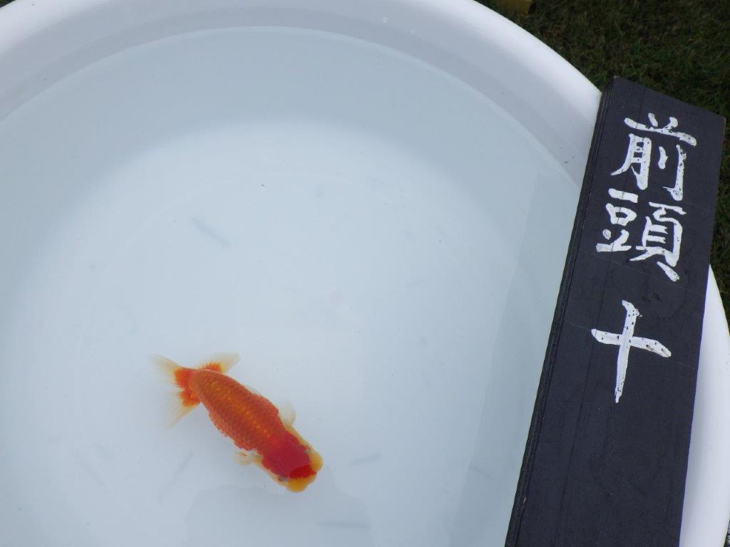 【三河金鱗会　当歳魚　小の部 】東前頭十　約12cm   オス？