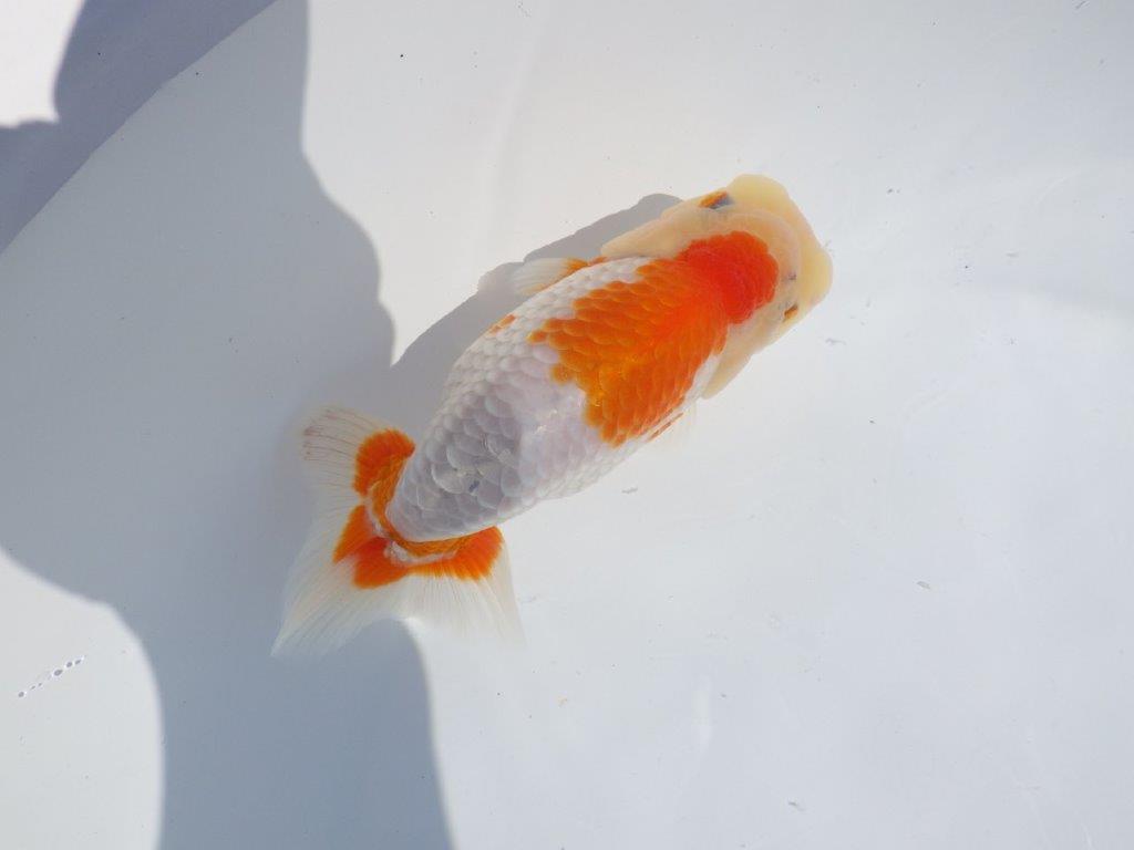 【志摩紅鱗会 当歳魚の部東前頭十一】当歳らんちゅう 約14,5㎝メス?