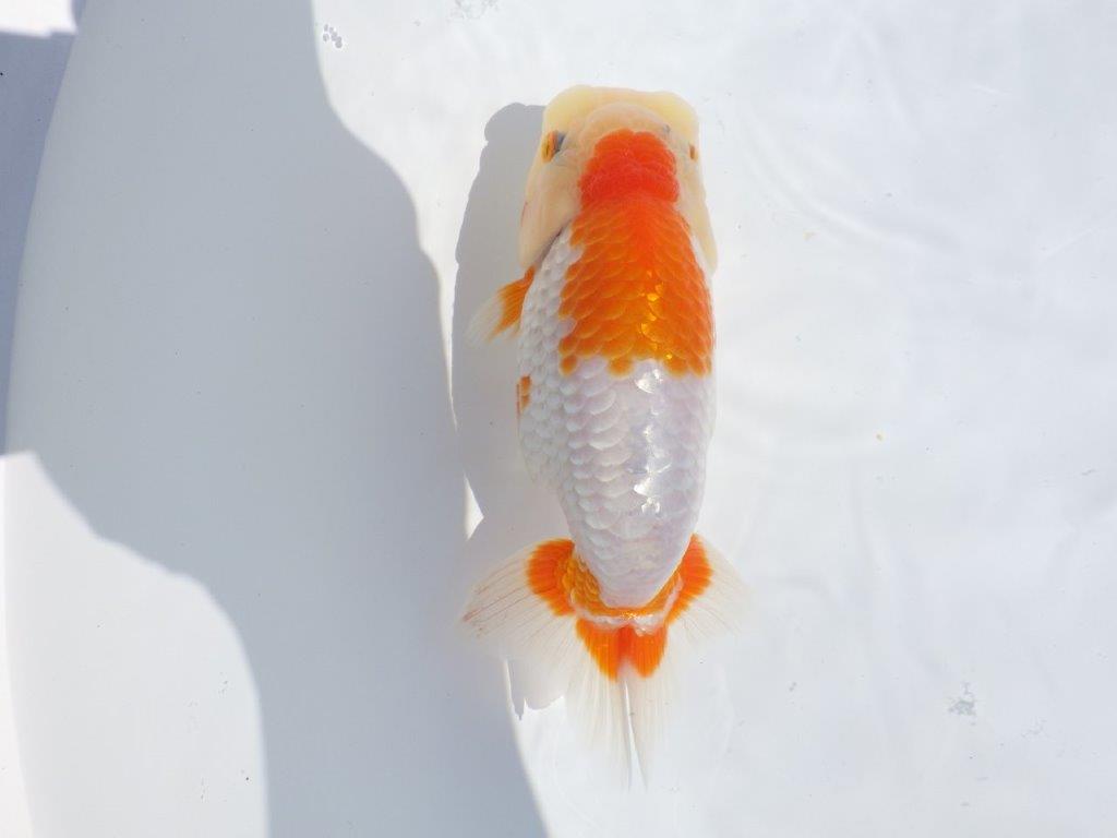 【志摩紅鱗会 当歳魚の部東前頭十一】当歳らんちゅう 約14,5㎝メス?