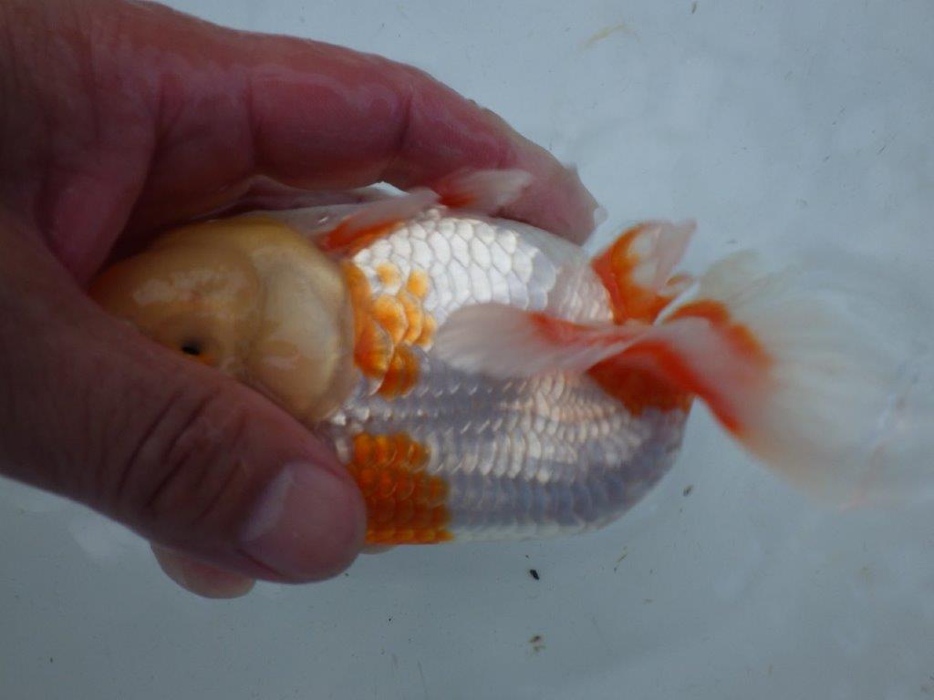 【志摩紅鱗会 当歳魚の部東前頭十一】当歳らんちゅう 約14,5㎝メス?