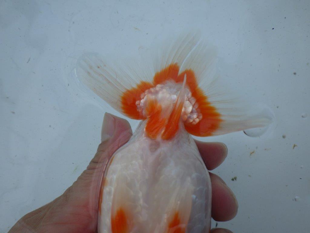 【志摩紅鱗会 当歳魚の部東前頭十一】当歳らんちゅう 約14,5㎝メス?
