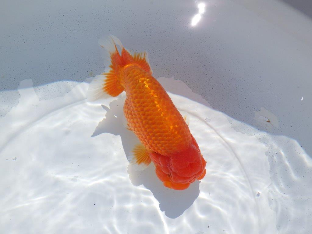 【志摩紅鱗会　二歳魚の部西前頭六】当歳らんちゅう  約17,5㎝オス？
