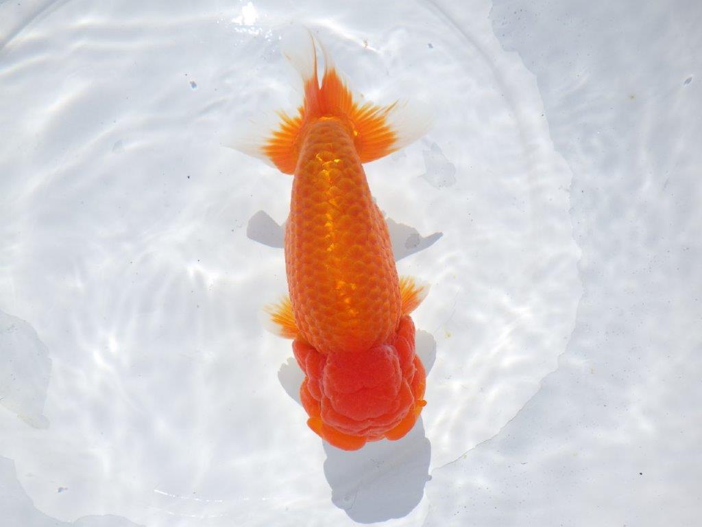【志摩紅鱗会　二歳魚の部西前頭六】当歳らんちゅう  約17,5㎝オス？