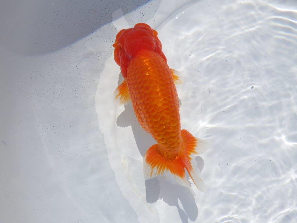 【志摩紅鱗会　二歳魚の部西前頭六】当歳らんちゅう  約17,5㎝オス？
