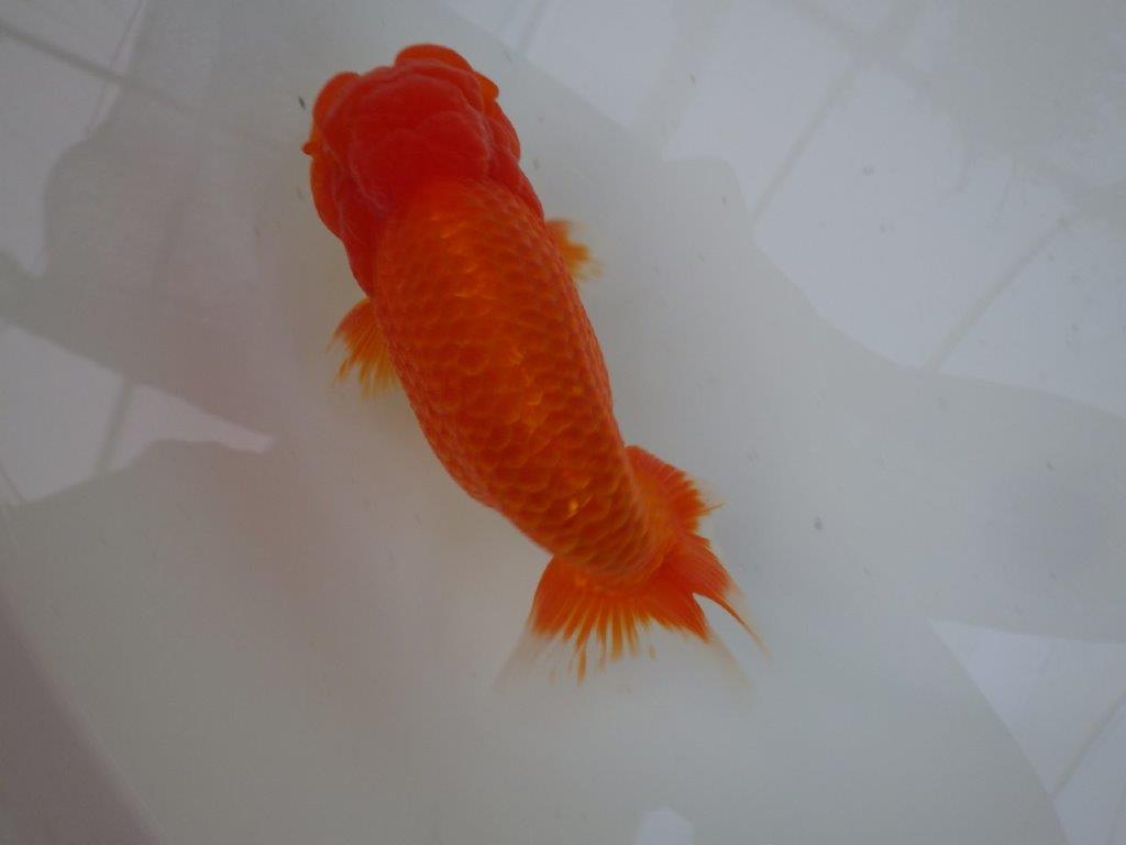 【志摩紅鱗会　二歳魚の部西前頭六】当歳らんちゅう  約17,5㎝オス？