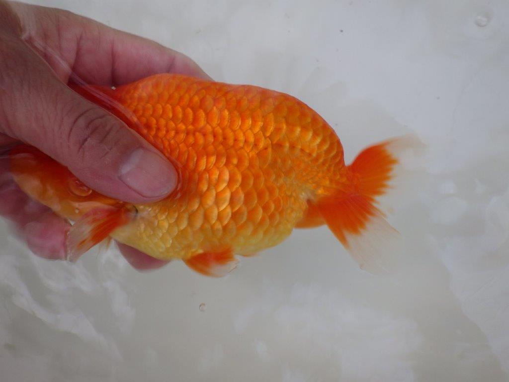 【志摩紅鱗会　二歳魚の部西前頭六】当歳らんちゅう  約17,5㎝オス？