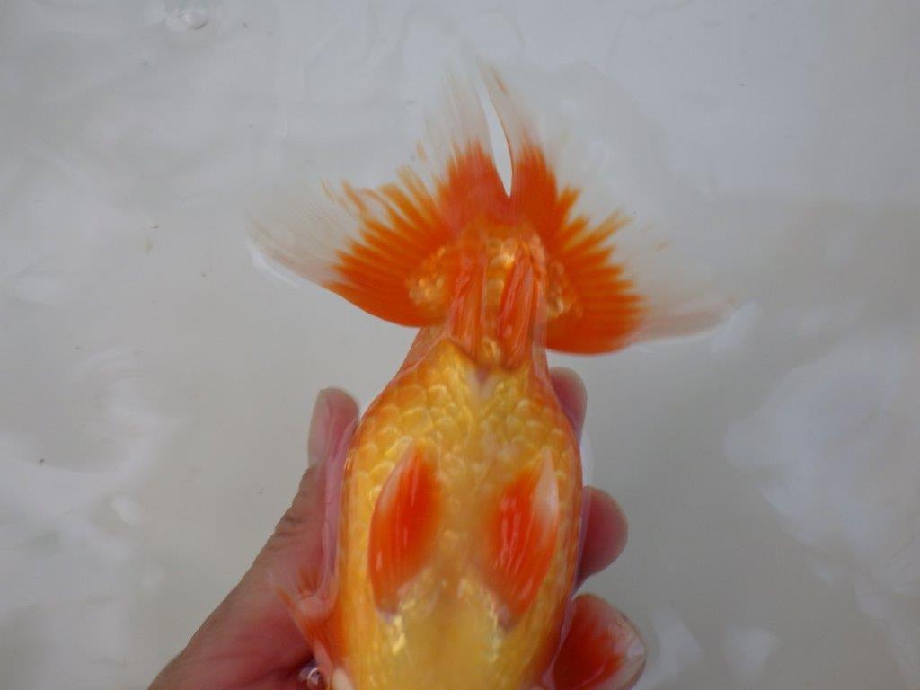 【志摩紅鱗会　二歳魚の部西前頭六】当歳らんちゅう  約17,5㎝オス？