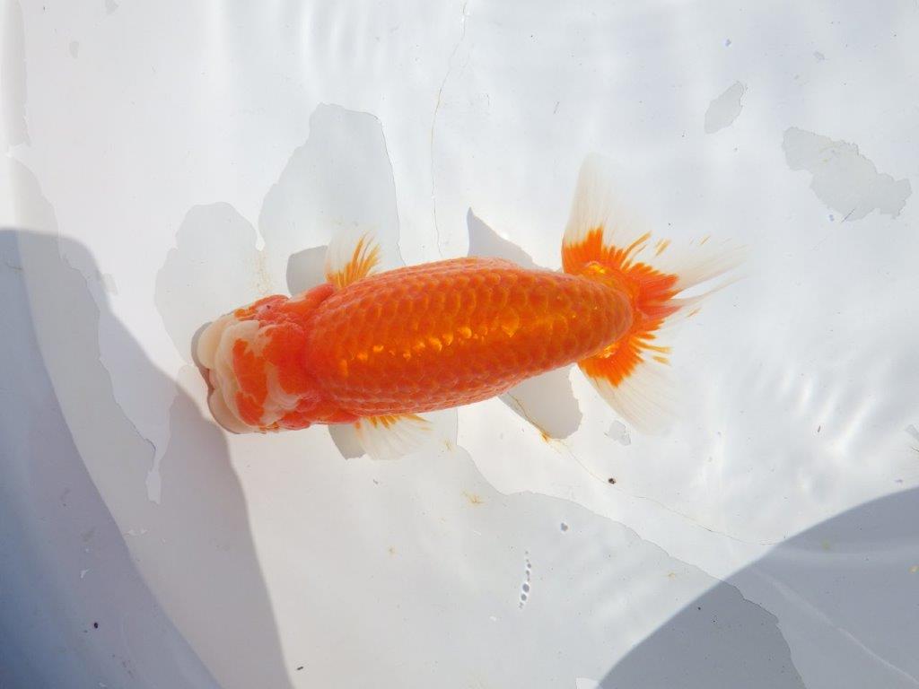 【志摩紅鱗会　二歳魚の部東前頭五】二歳らんちゅう  約18㎝オス？