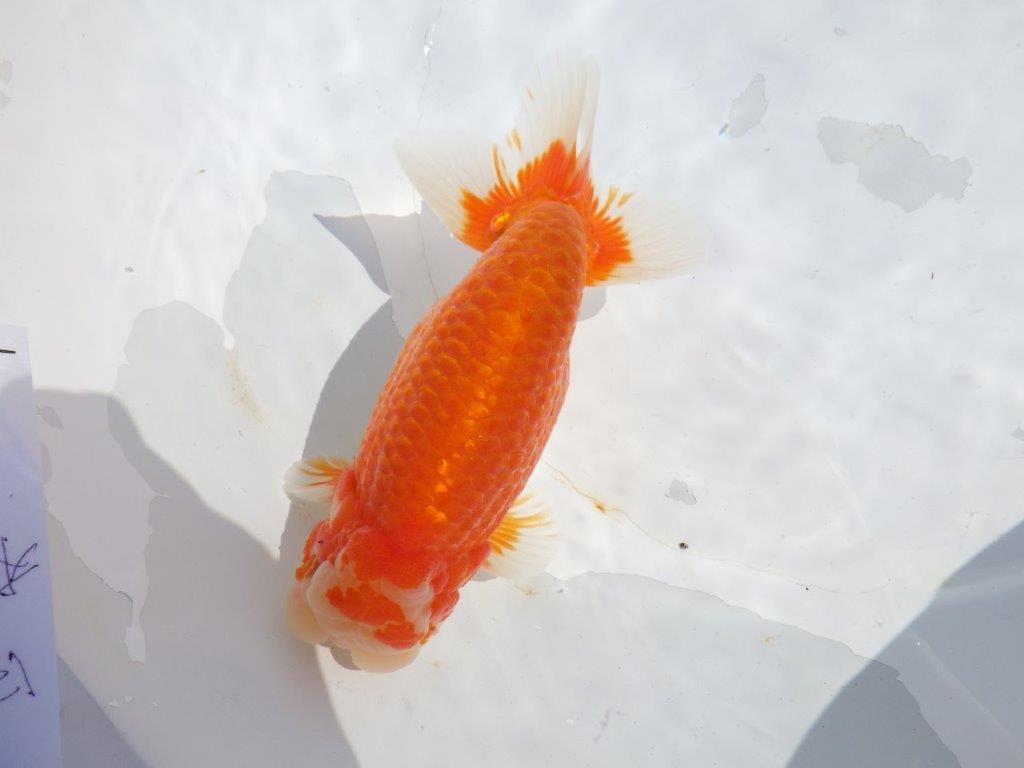 【志摩紅鱗会　二歳魚の部東前頭五】二歳らんちゅう  約18㎝オス？