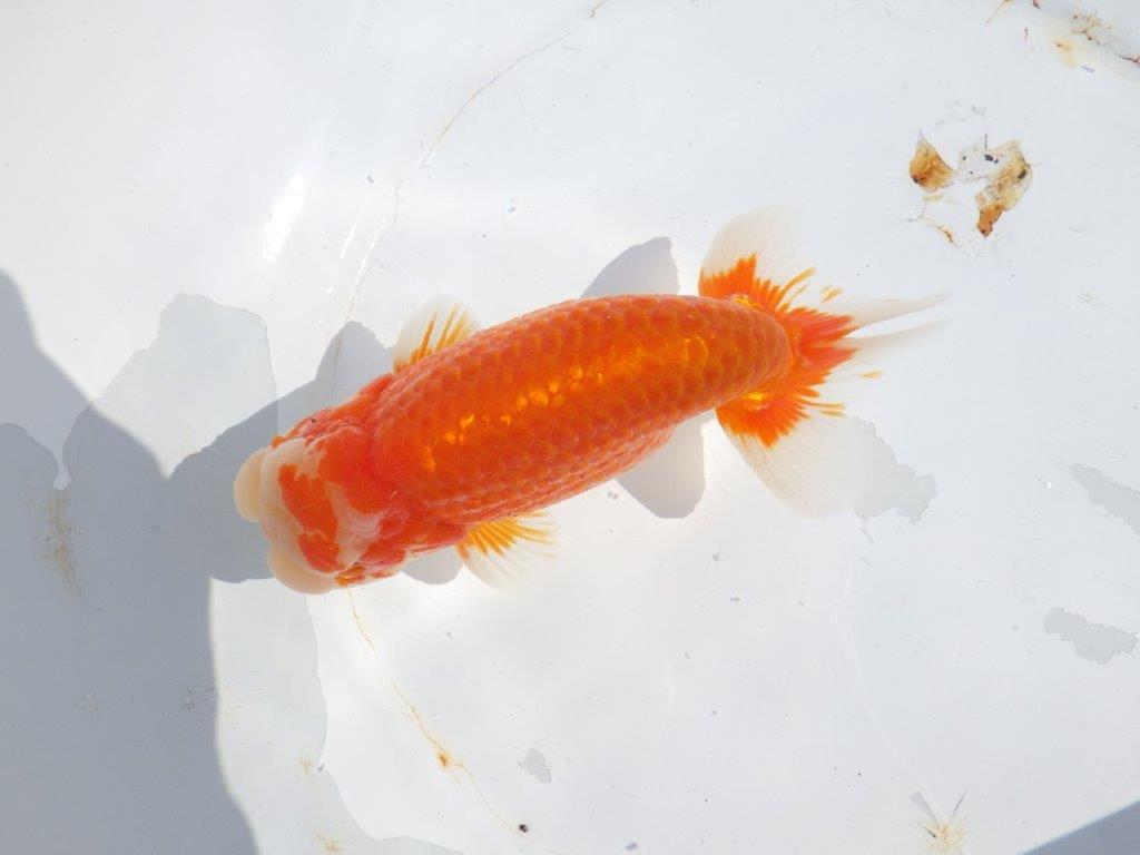 【志摩紅鱗会　二歳魚の部東前頭五】二歳らんちゅう  約18㎝オス？
