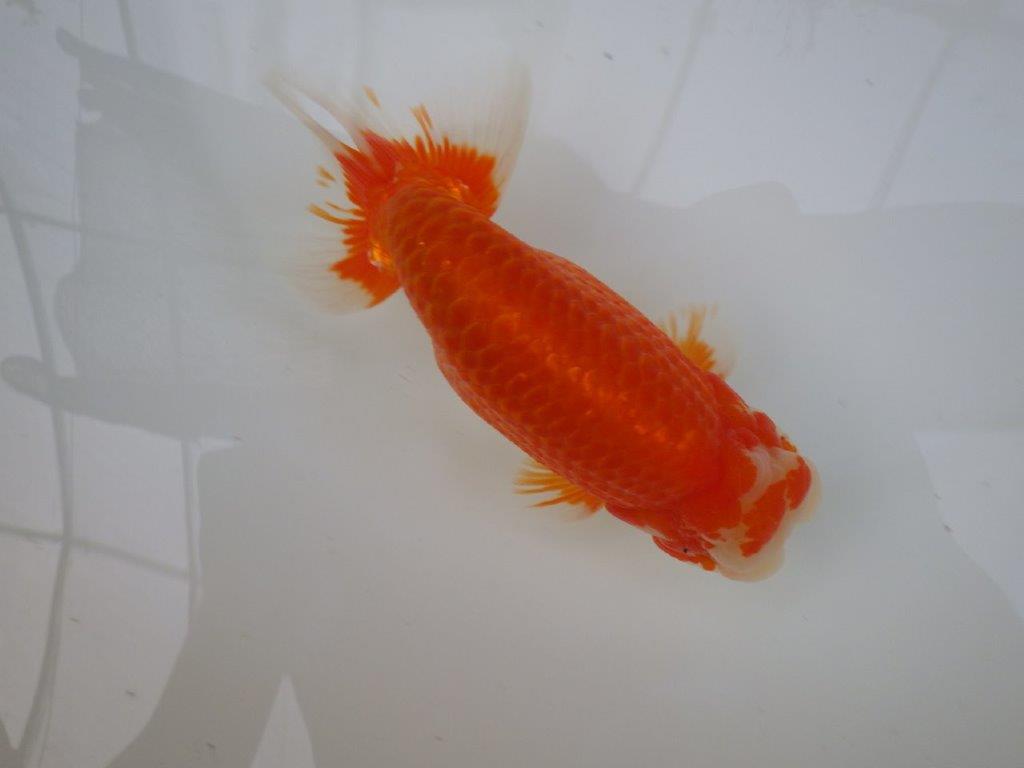 【志摩紅鱗会　二歳魚の部東前頭五】二歳らんちゅう  約18㎝オス？