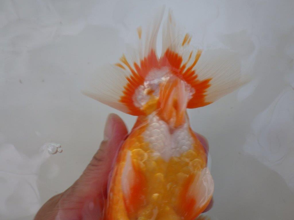 【志摩紅鱗会　二歳魚の部東前頭五】二歳らんちゅう  約18㎝オス？