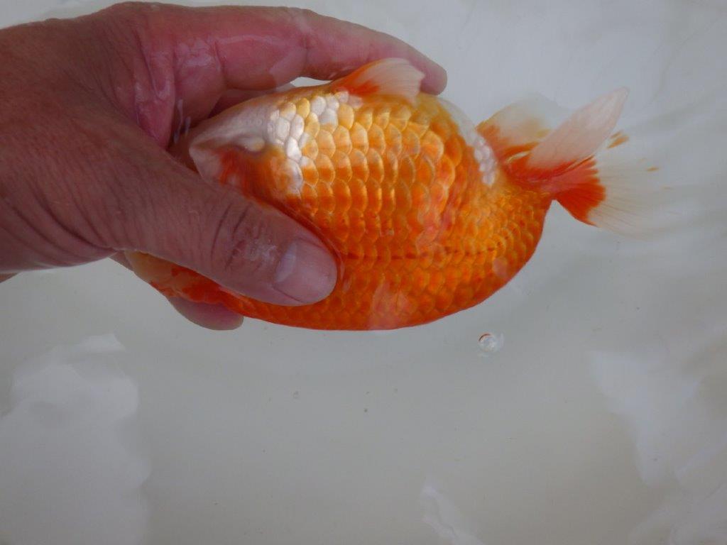 【志摩紅鱗会　二歳魚の部東前頭五】二歳らんちゅう  約18㎝オス？