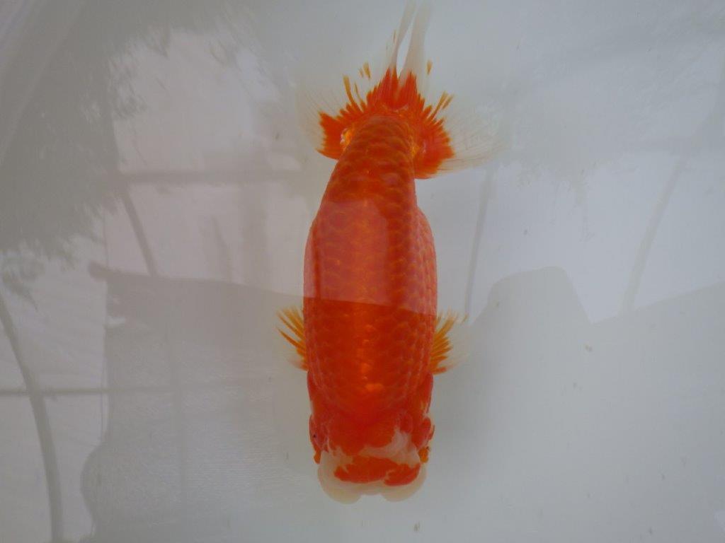 【志摩紅鱗会　二歳魚の部東前頭五】二歳らんちゅう  約18㎝オス？