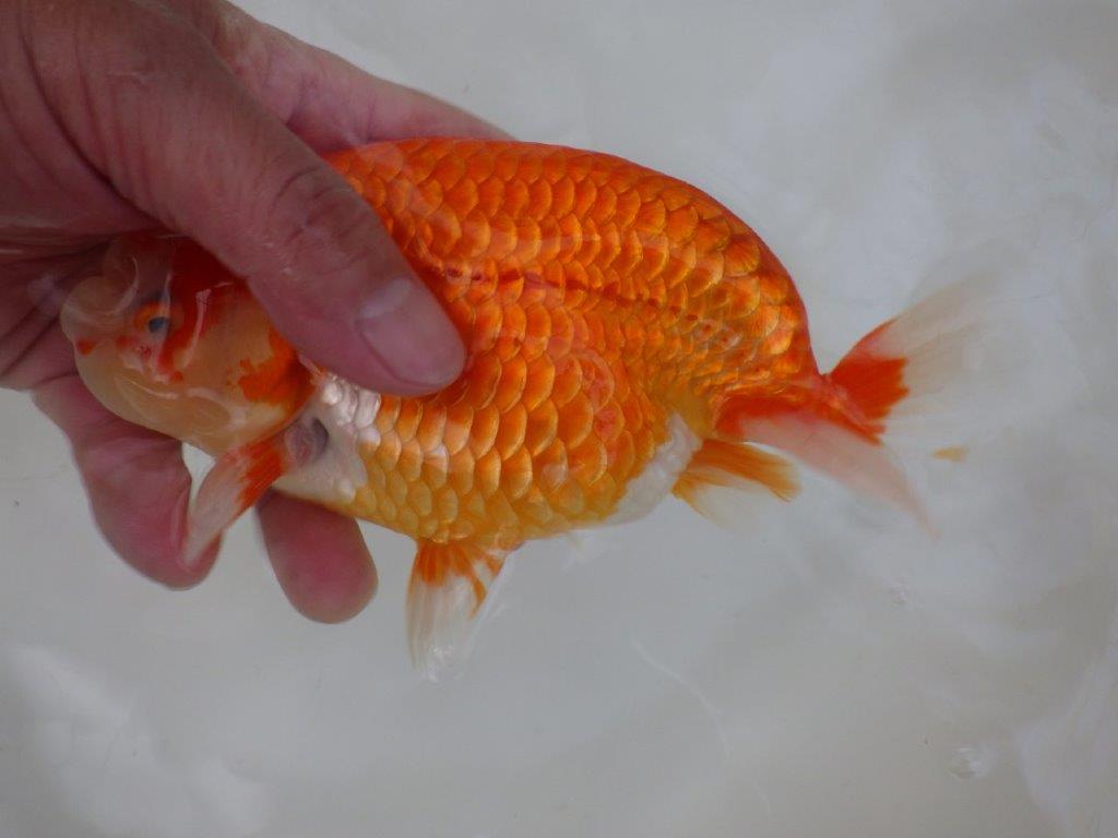 【志摩紅鱗会　二歳魚の部東前頭五】二歳らんちゅう  約18㎝オス？