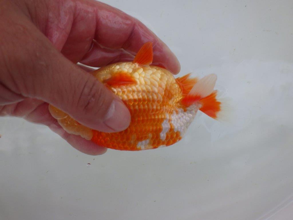 【志摩紅鱗会所属トップブリーダー作出】当歳らんちゅう B 約12,5㎝オス?