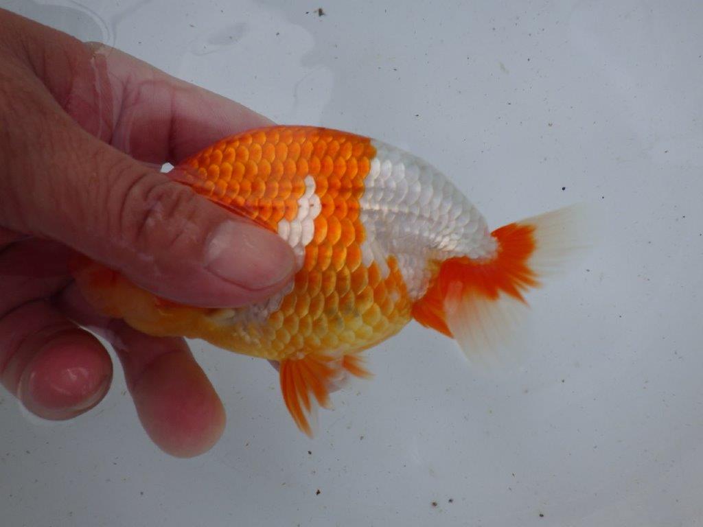 【志摩紅鱗会所属トップブリーダー作出】当歳らんちゅう C 約14㎝オス?