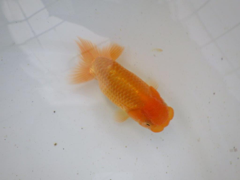 【志摩紅鱗会所属トップブリーダー作出】当歳らんちゅう D 約12,5㎝オス?