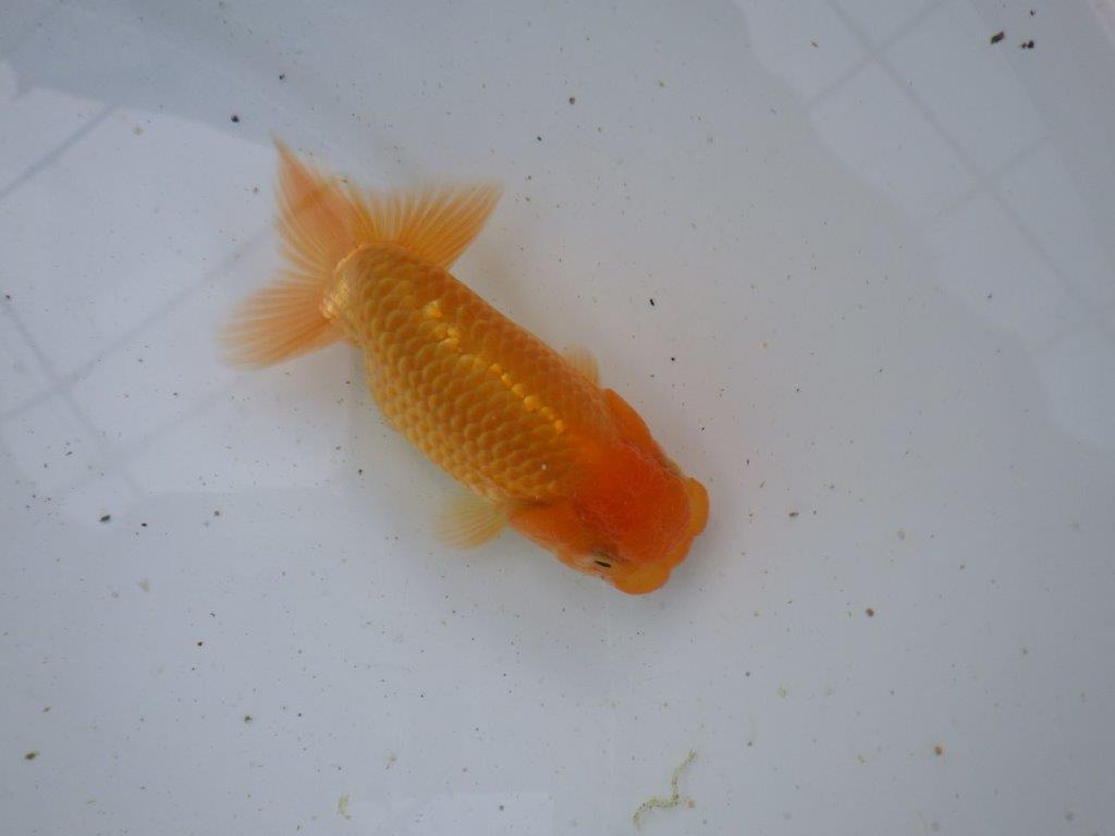 【志摩紅鱗会所属トップブリーダー作出】当歳らんちゅう D 約12,5㎝オス?
