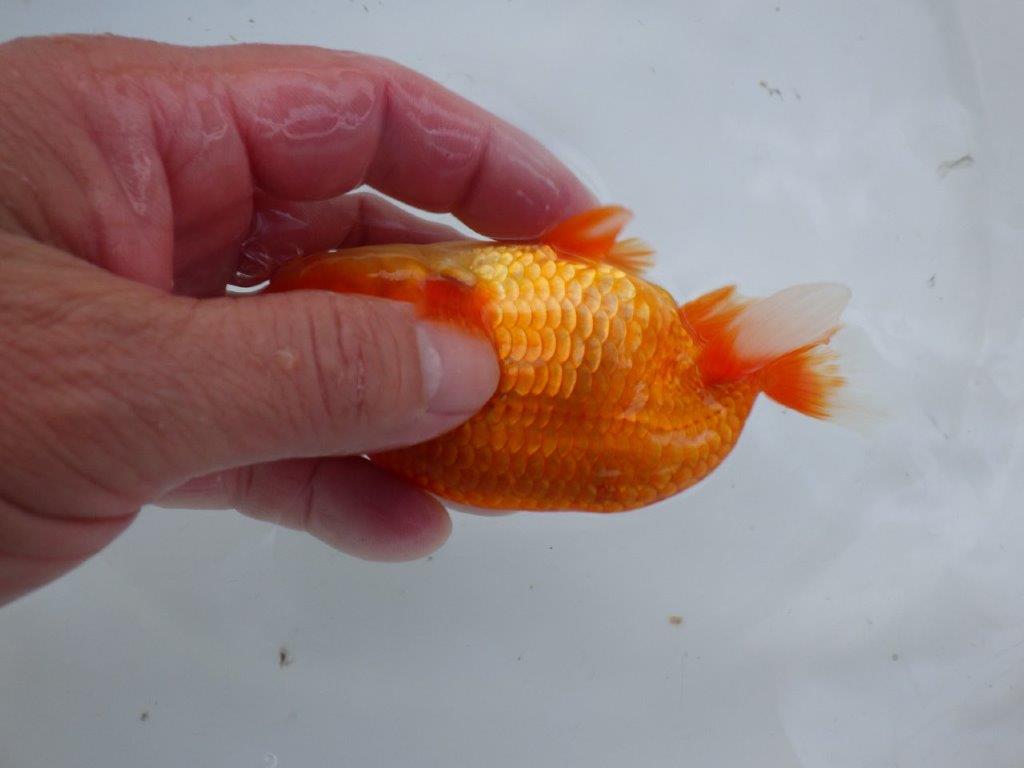 【志摩紅鱗会所属トップブリーダー作出】当歳らんちゅう H約12,5㎝オス?