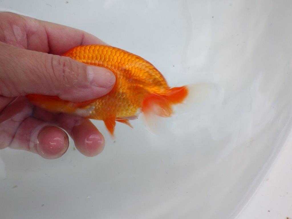 【志摩紅鱗会所属トップブリーダー作出】当歳らんちゅう I 約13㎝オス?